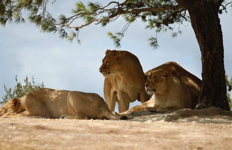 photo of Best of Southern Tanzania Drive-in Safari